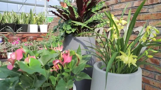 Rattan Decoration Plastic Flower Pot (KD9975-KD9977)